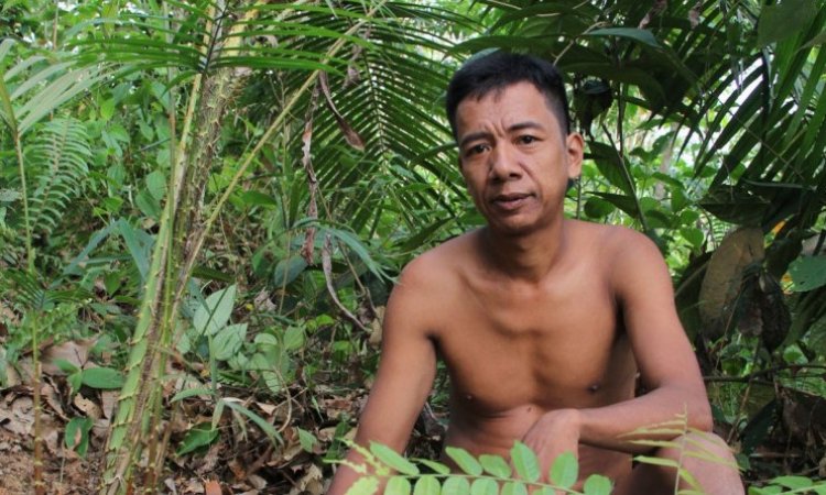 'Orang Rimba' Budidaya Tanaman Jernang di Hutan