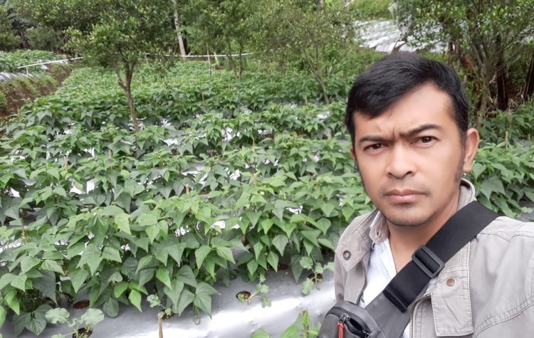 Wawan Jualan Buncis ke Singapura, 2 Ton per Minggu