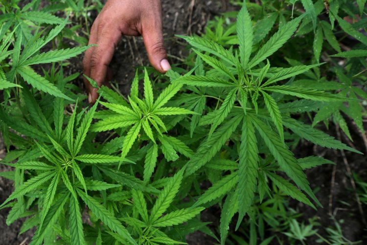 Gawat, Thailand Izinkan Warganya Menanam Ganja